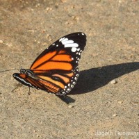 Danaus genutia Cramer, 1779